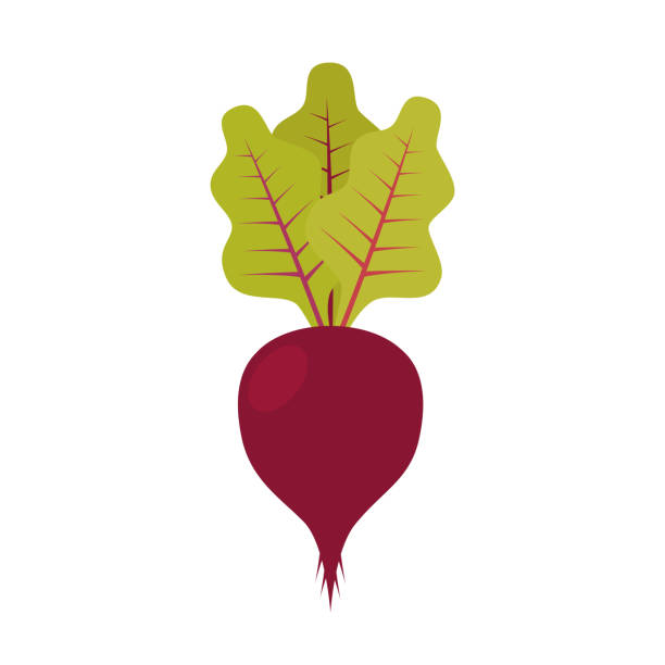 illustrazioni stock, clip art, cartoni animati e icone di tendenza di barbabietola da zucchero con foglia. illustrazione vettoriale - beet common beet isolated sugar beet