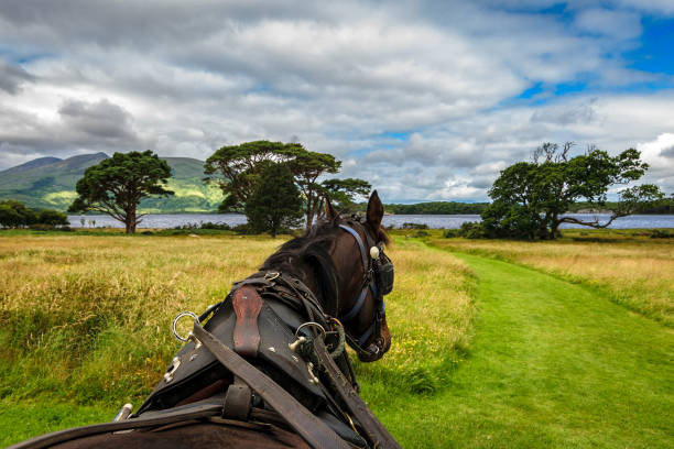 reiten im killarney national park - republic of ireland horse irish culture riding stock-fotos und bilder