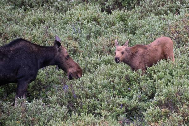 istock Moose cow and her calf 1130563871