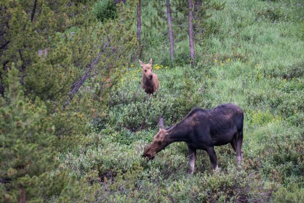 istock Moose cow and her calf 1130564108