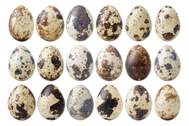 istock quail egg, isolated on white background, clipping path, full depth of field 1130564113