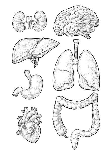 illustrations, cliparts, dessins animés et icônes de organes de l’anatomie humaine. cerveau, rein, cœur, foie, estomac. gravure de vecteur - engraved image engraving liver drawing
