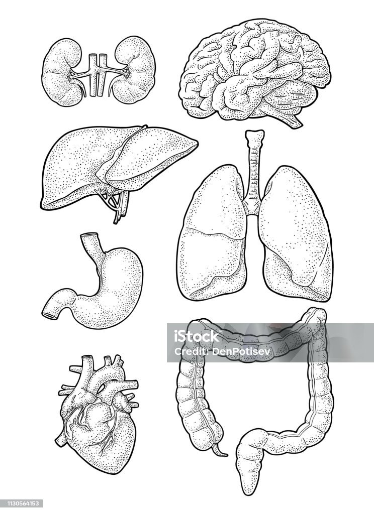 Human anatomy organs. Brain, kidney, heart, liver, stomach. Vector engraving Human anatomy organs. Brain, kidney, heart, liver, stomach, lungs, colon, large intestine. Vector black vintage engraving isolated on white. Hand drawn design element for label, poster, web Drawing - Activity stock vector