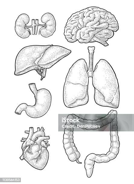 Human Anatomy Organs Brain Kidney Heart Liver Stomach Vector Engraving Stock Illustration - Download Image Now