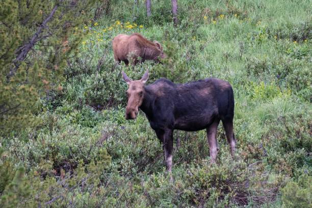 istock Moose cow and her calf 1130565341