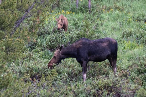 istock Moose cow and her calf 1130566666