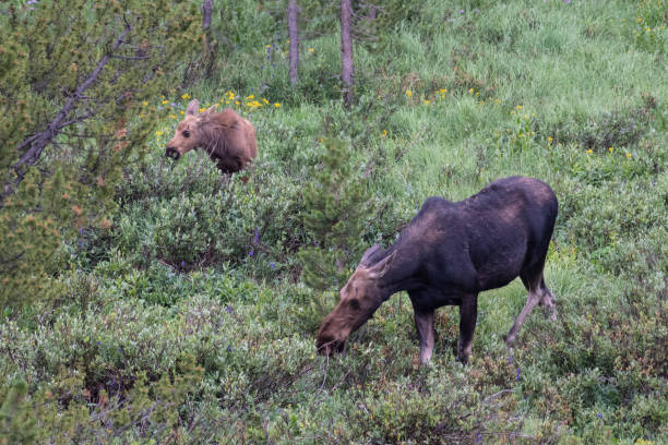 istock Moose cow and her calf 1130567868