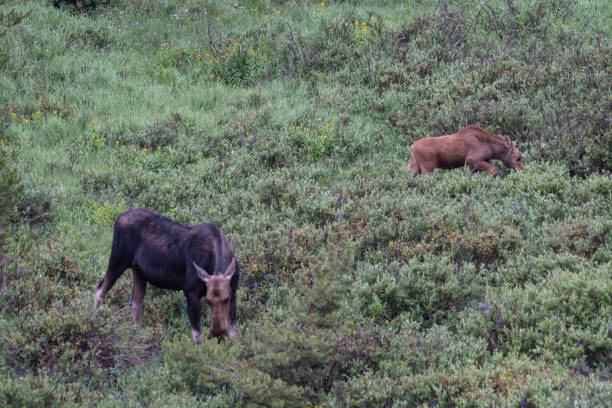 istock Moose cow and her calf 1130567930
