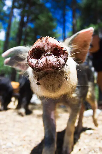 close-up image of a young and curious domestic pig