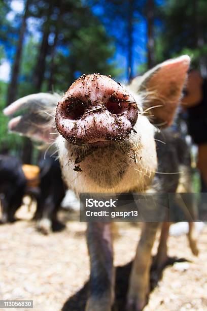 Snooper - Fotografias de stock e mais imagens de Porco - Porco, Cerda, Claro