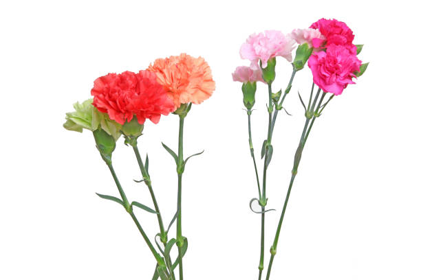 istock bouquet of carnation in a white background 1130568870