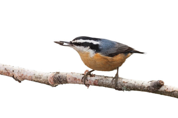 istock Red-breasted Nuthatch and a Sunflower Seed 1130569023