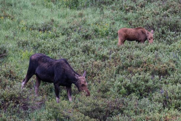 istock Moose cow and her calf 1130569559
