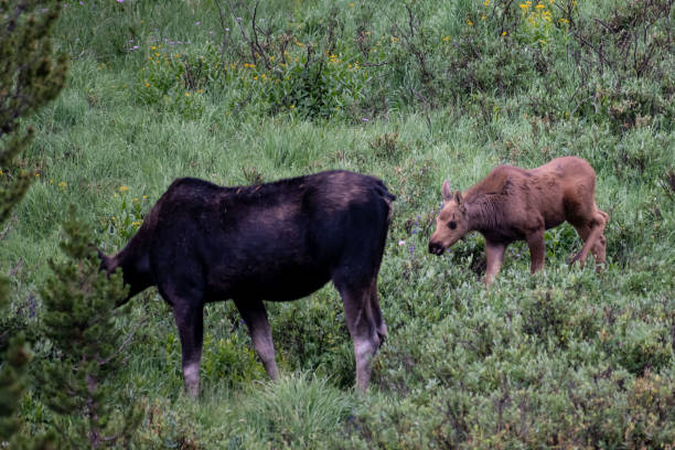 istock Moose cow and her calf 1130569689
