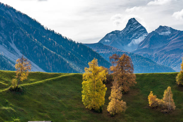 automne à davos en suisse grisons, arbres de couleurs jaunes - graubunden canton mountain travel valley photos et images de collection