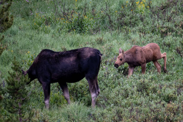istock Moose cow and her calf 1130570556