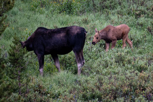 istock Moose cow and her calf 1130570783