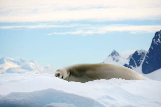 istock Smiling sea lion in Antarctica 1130571218