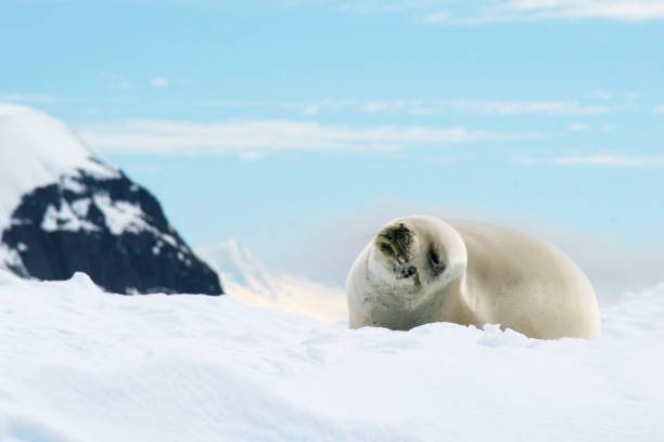 istock Smiling sea lion in Antarctica 1130571228