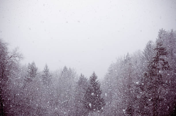Snowing: winter forest stock photo