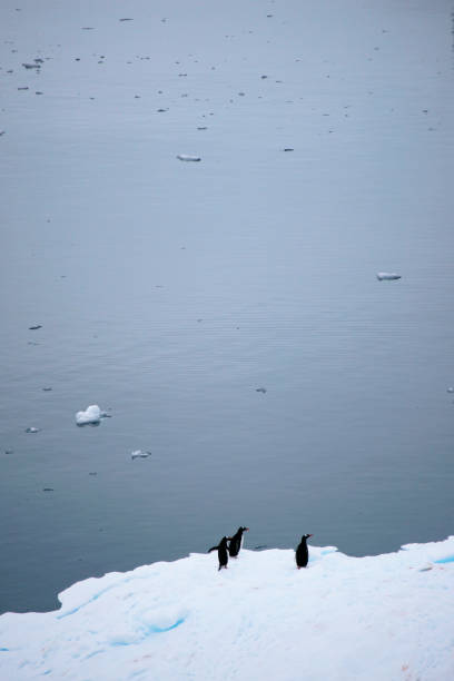 pinguins - exploration mountain ice jumping - fotografias e filmes do acervo