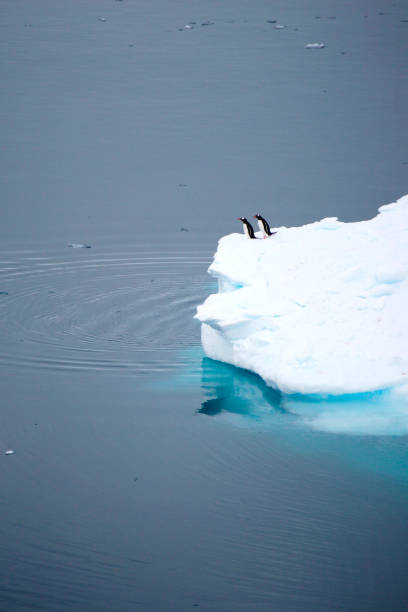 пингвины - exploration mountain ice jumping стоковые фото и изображения