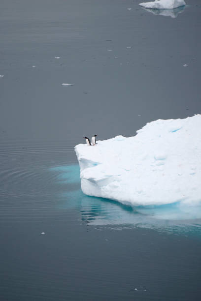 pinguins - exploration mountain ice jumping - fotografias e filmes do acervo