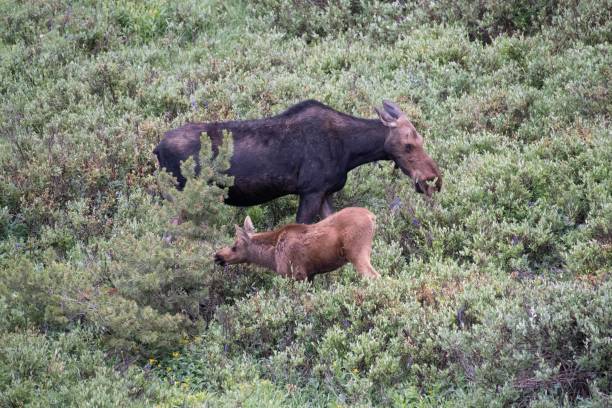istock Mother moose and baby 1130573141