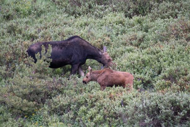 istock Mother moose and baby 1130573191