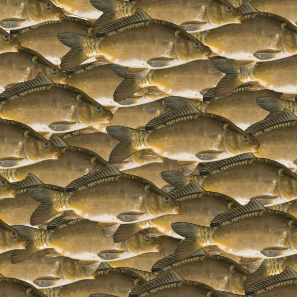 Fishing seamless pattern of fish. Background from mirror carp fish.