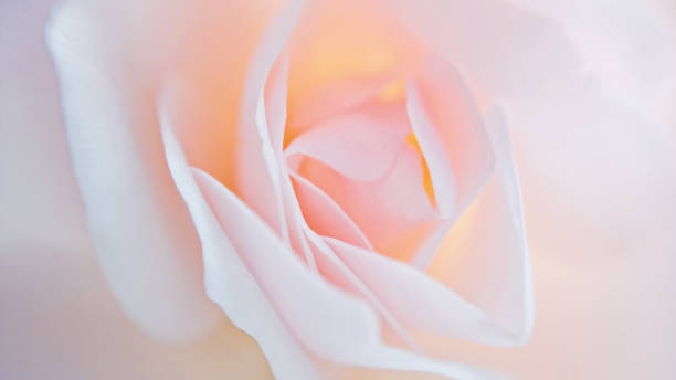 istock Closeup fragile rose petals on blurred background 1130573789