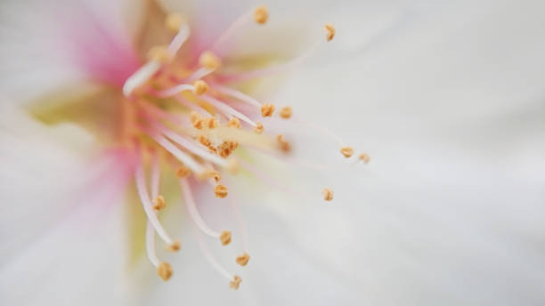 istock Cherry flower petals and thorns on blurred background 1130573801