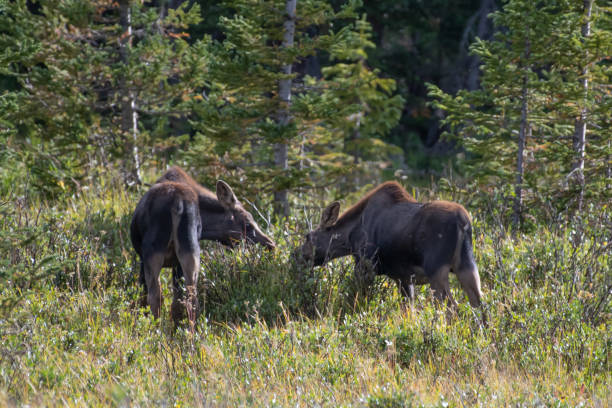 istock Moose cow and her calf 1130575901