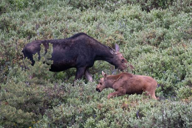 istock Mother moose and baby 1130575931