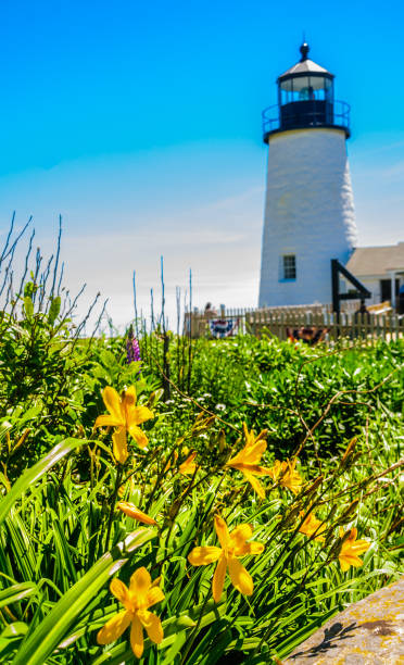 lighthouse garden - maine lighthouse pemaquid peninsula pemaquid point lighthouse imagens e fotografias de stock