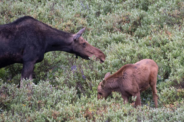istock Mother moose and baby 1130576367