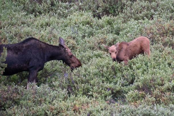 istock Mother moose and baby 1130576470