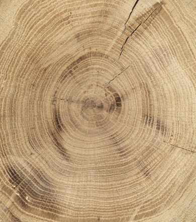 High resolution wood texture. (Oak)