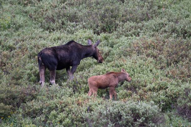 istock Mother moose and baby 1130577594
