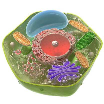 estructura celular photo