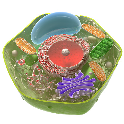 3d model of plant cell