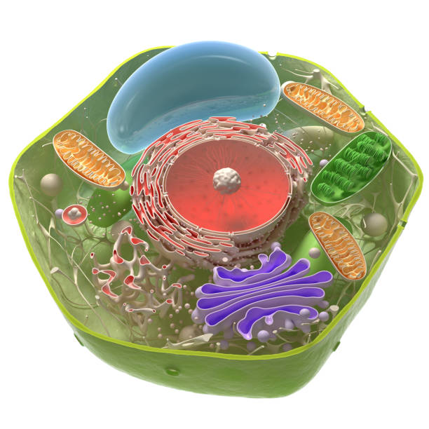 struktura komórek - magnification cell high scale magnification plant cell zdjęcia i obrazy z banku zdjęć