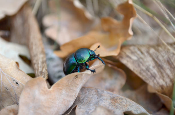 Trypocopris vernalis (also known as the dor beetle or spring dor beetle) crawling on dry fallen leaves in its natural habitat. Fauna of Ukraine. Shallow depth of field, close-up.