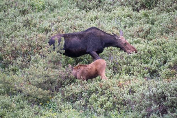 istock Mother moose and baby 1130579254