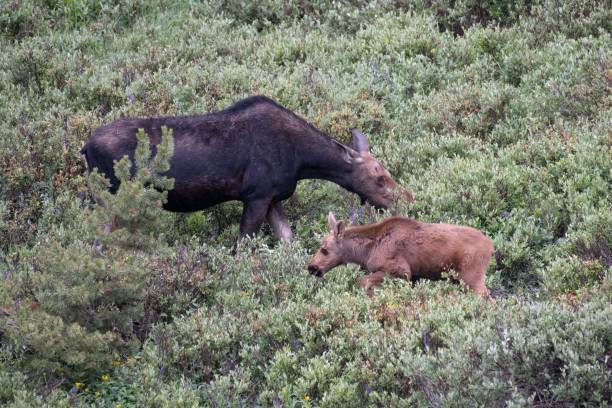 istock Mother moose and baby 1130579864