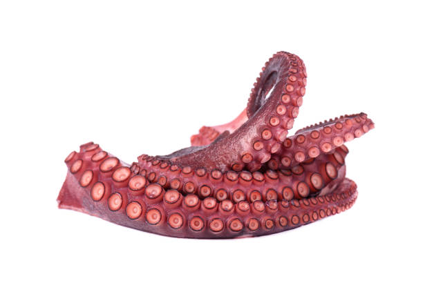 istock Fresh octopus isolated on white background. Fresh octopus tentacles isolated. 1130580096