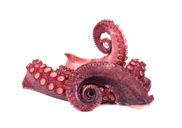 istock Fresh octopus isolated on white background. Fresh octopus tentacles isolated. 1130580102