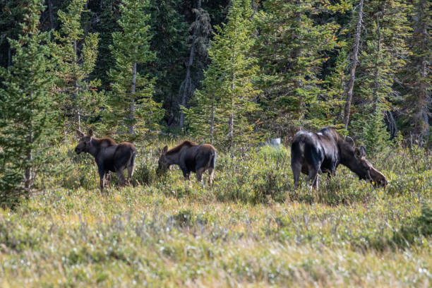istock Moose cow and her calf 1130580257