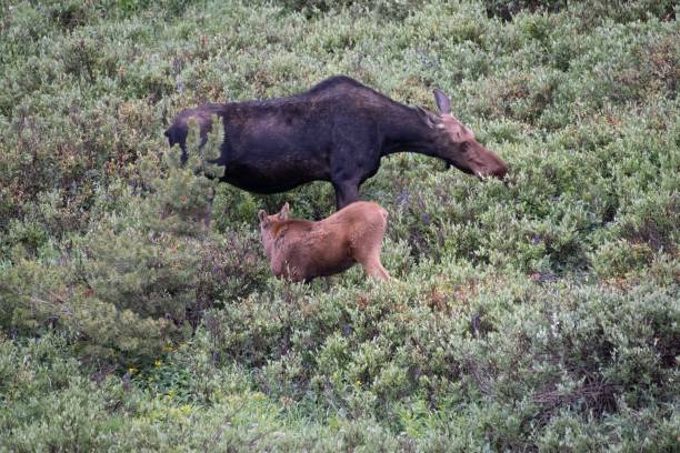 istock Mother moose and baby 1130581194