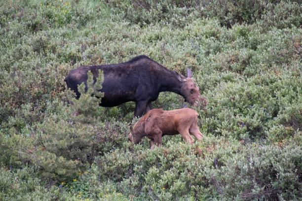 istock Mother moose and baby 1130581222